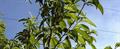 Prunus persica  var. nucipersica